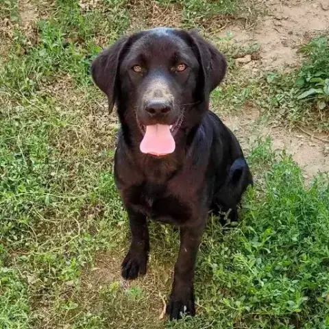 Vixie