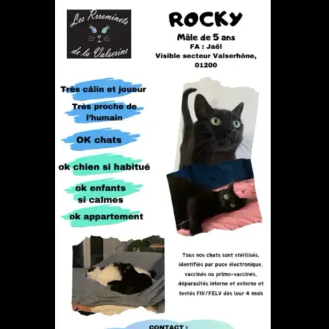 Rocky photo 3