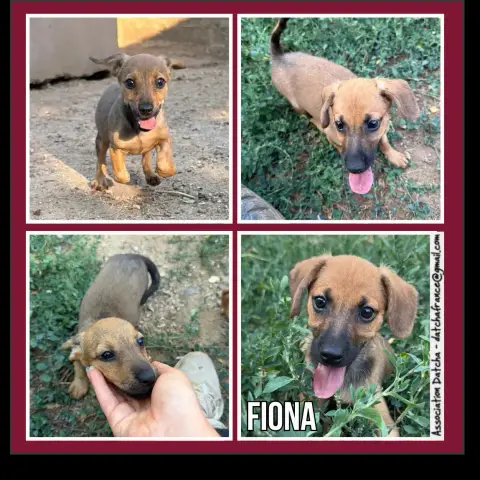 Fiona