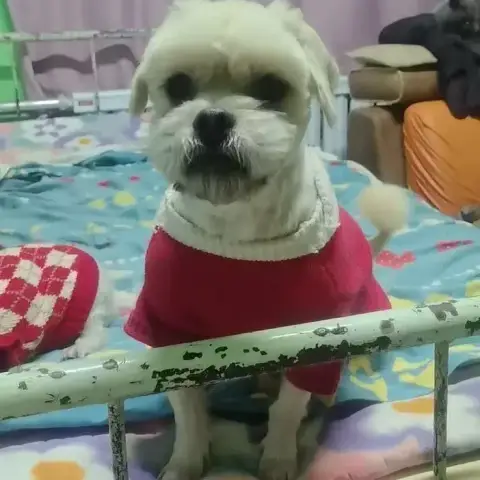 Stewie