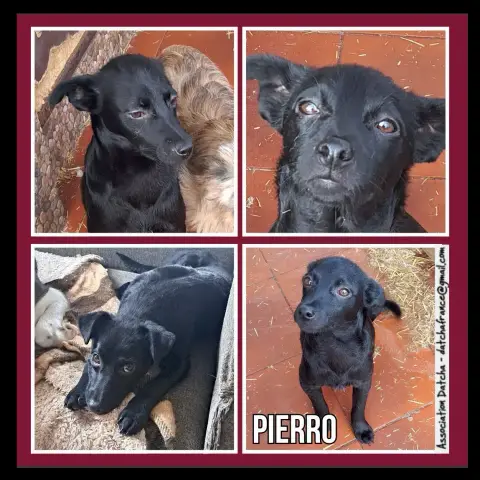 Pierro