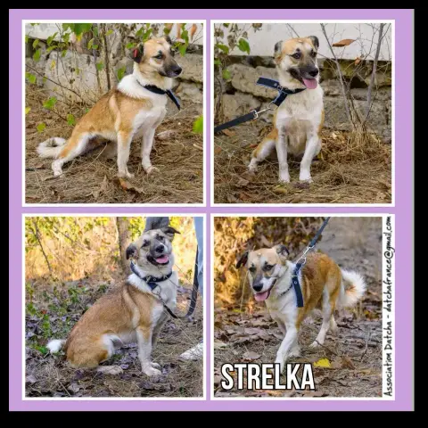 Strelka
