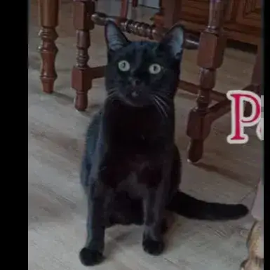 Pepito
