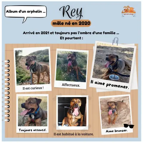 Rey photo 2