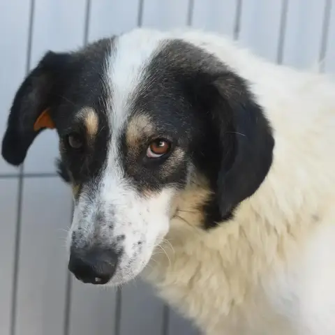 Rosaria