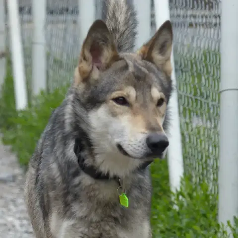 Baloo photo 2