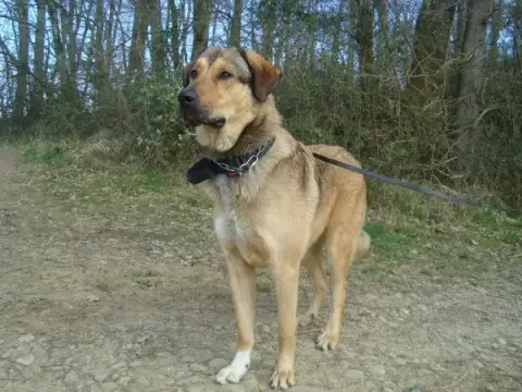 Snoopy photo 2
