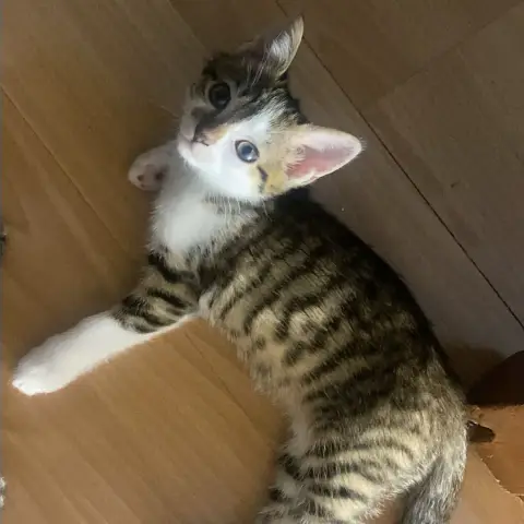 Nova