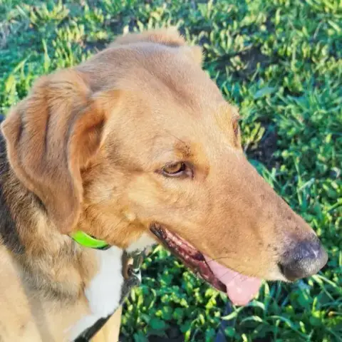 Tyson