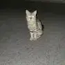 Milo photo 2