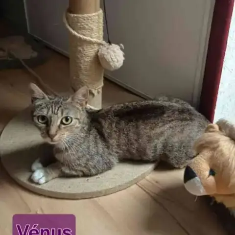 Venus