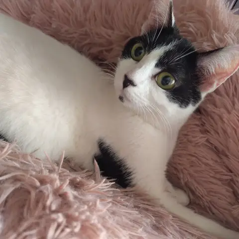 Ava