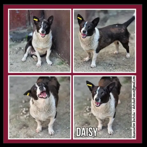Daisy