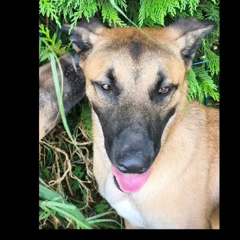 Simba Iii photo 2