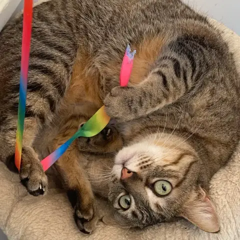 Nala