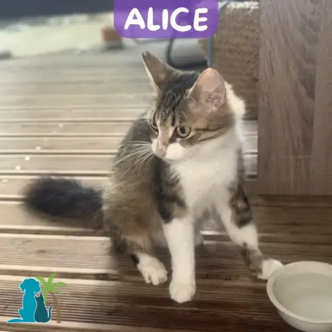 Alice