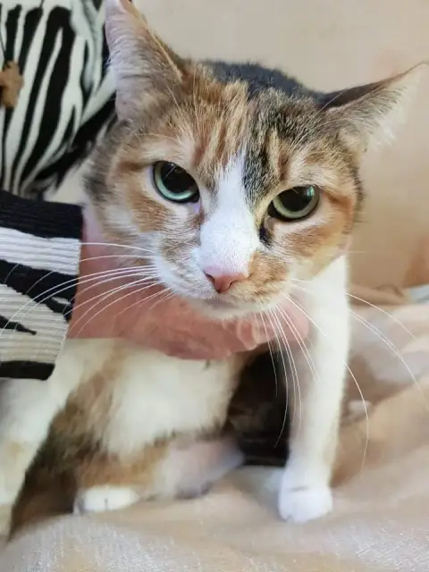 Tigra