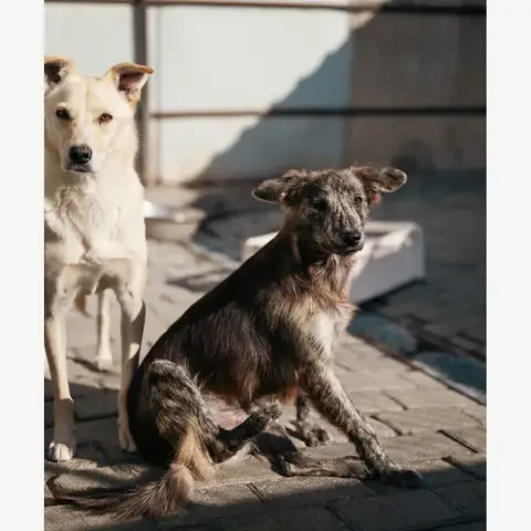 Niko photo 3