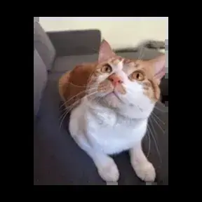 César