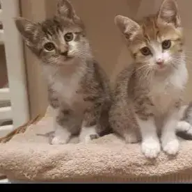 2 Chatons A L'Adoption