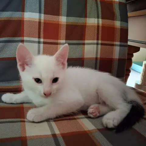 Fripon photo 2