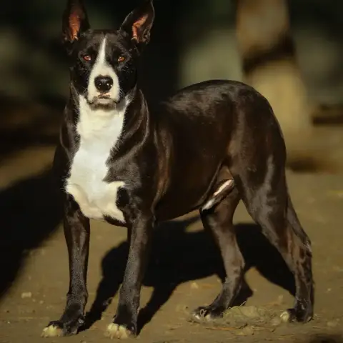 Kobu photo 3