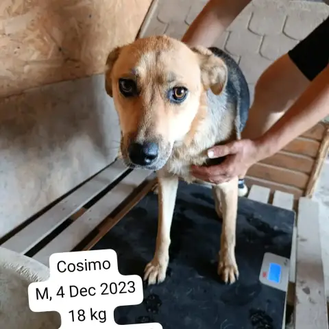 Cosimo