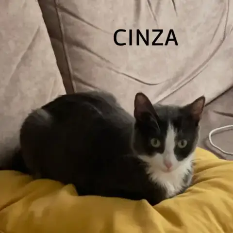Cinza photo 3