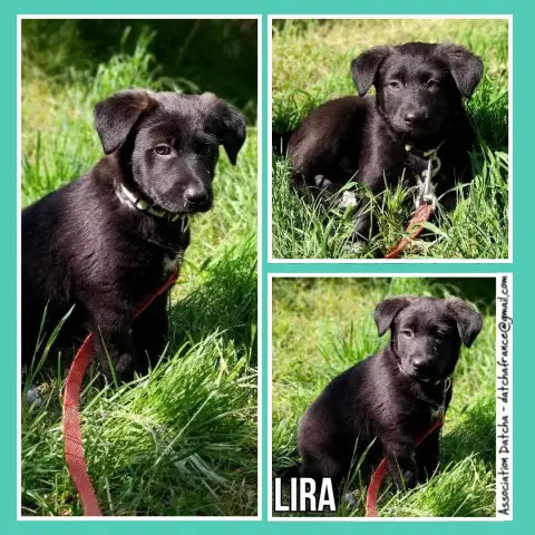 Lira