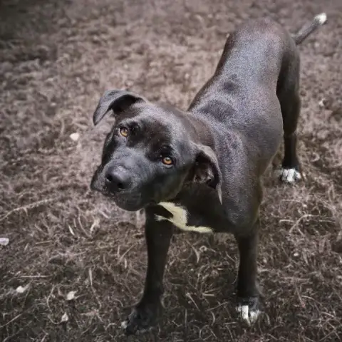 Saphira Chienne photo 2