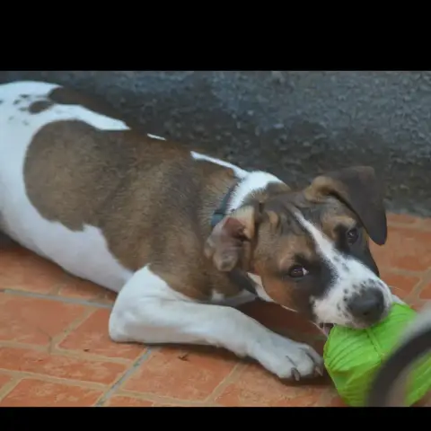 Koda photo 2