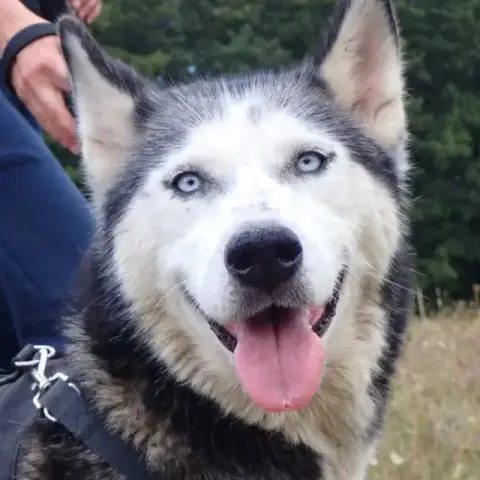 Kira2
