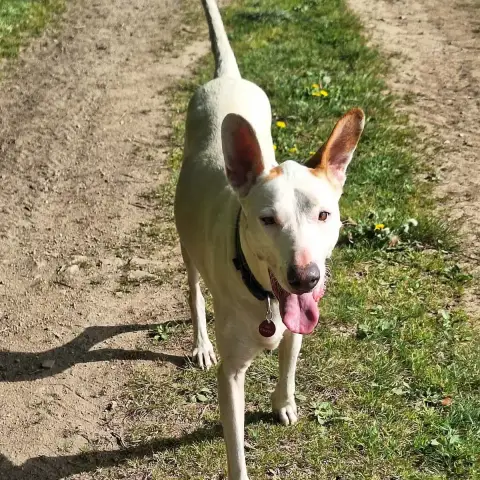 Tibbie