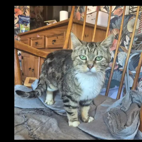 Bibi