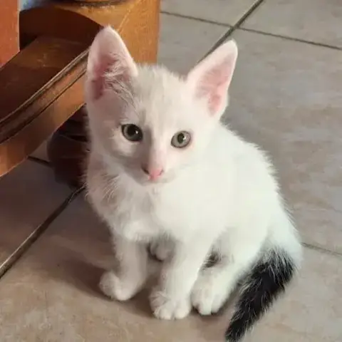 Fripon