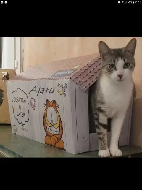 Ajaru