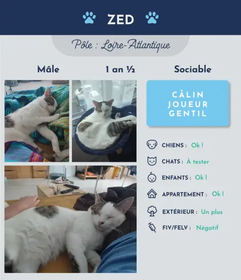 Zed