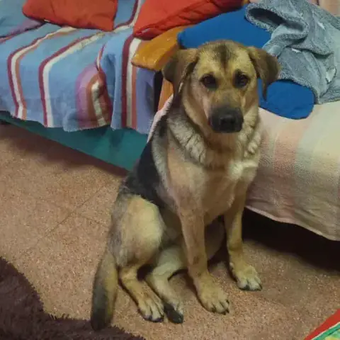 Nala photo 2