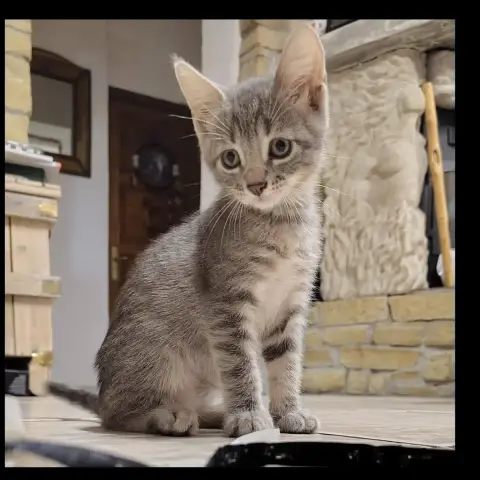 Loki