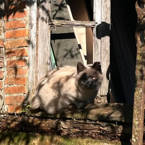 Léon