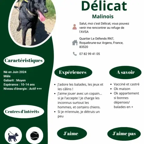 Delicat photo 2
