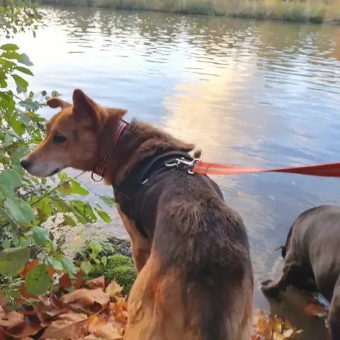 Milo photo 2