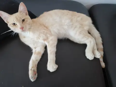 Alf