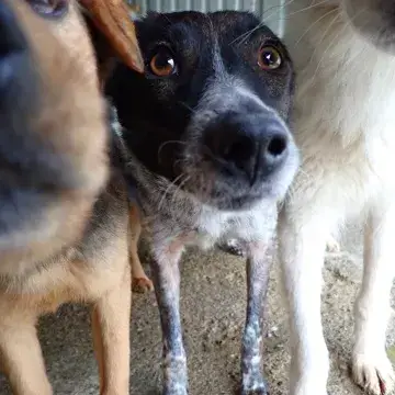 Ellie