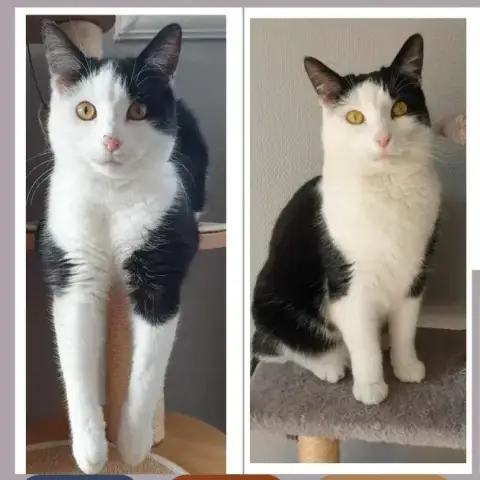 Achille