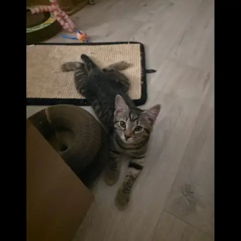 Nala photo 3