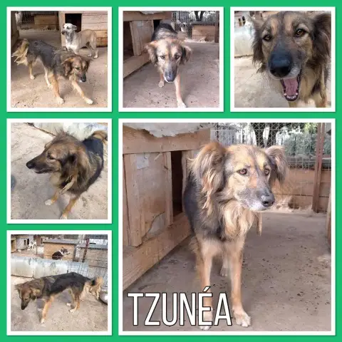 Tzunéa