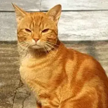 Abricot photo 2