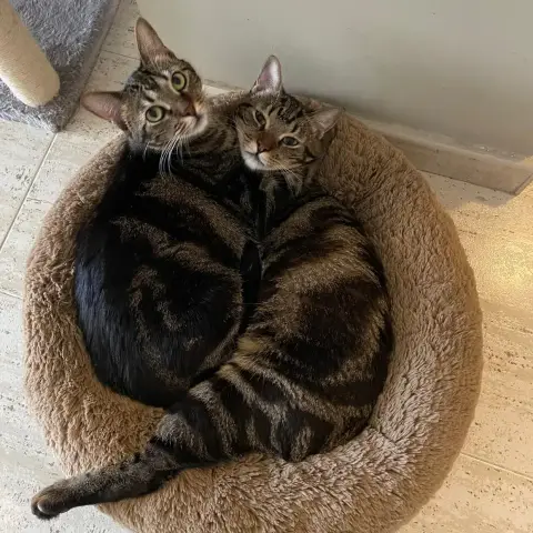 Ary Et Aslan