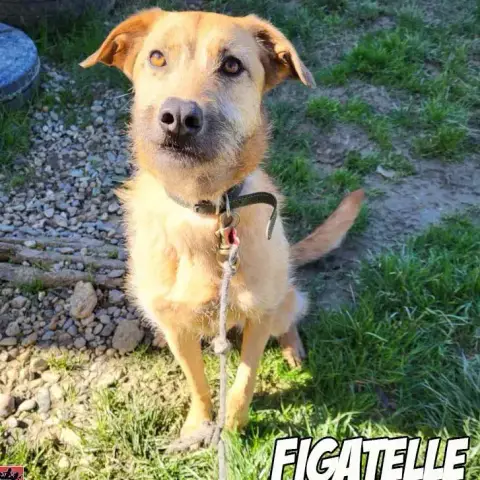 Figatelle